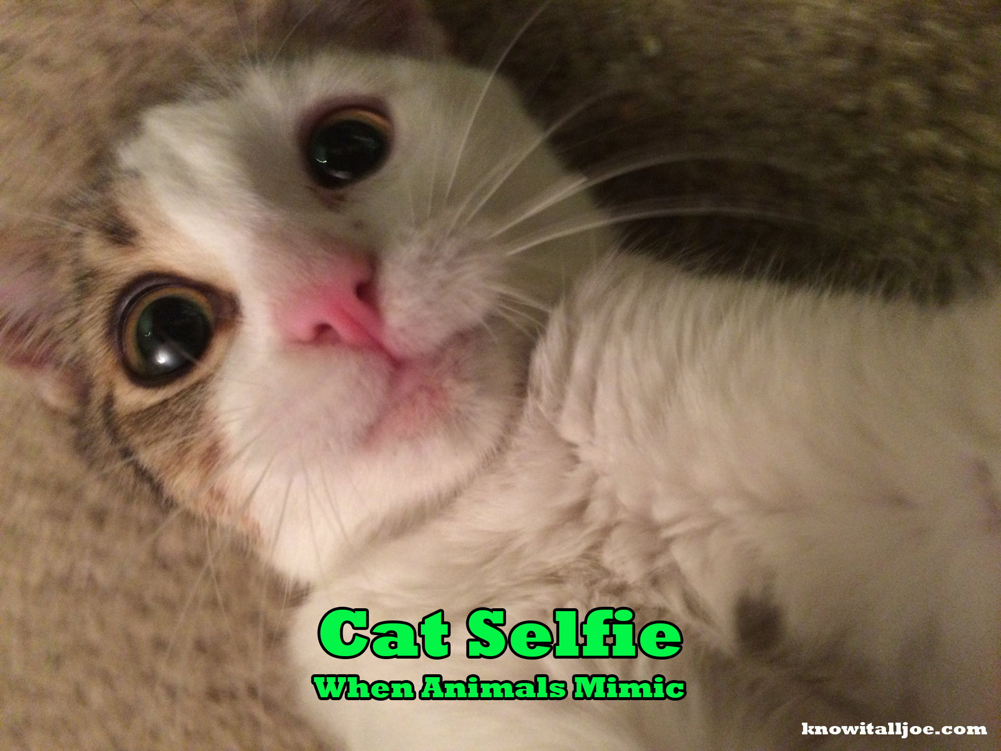 Know It All Joe's Meme For The Day - Cat Selfie! | Know It ...
